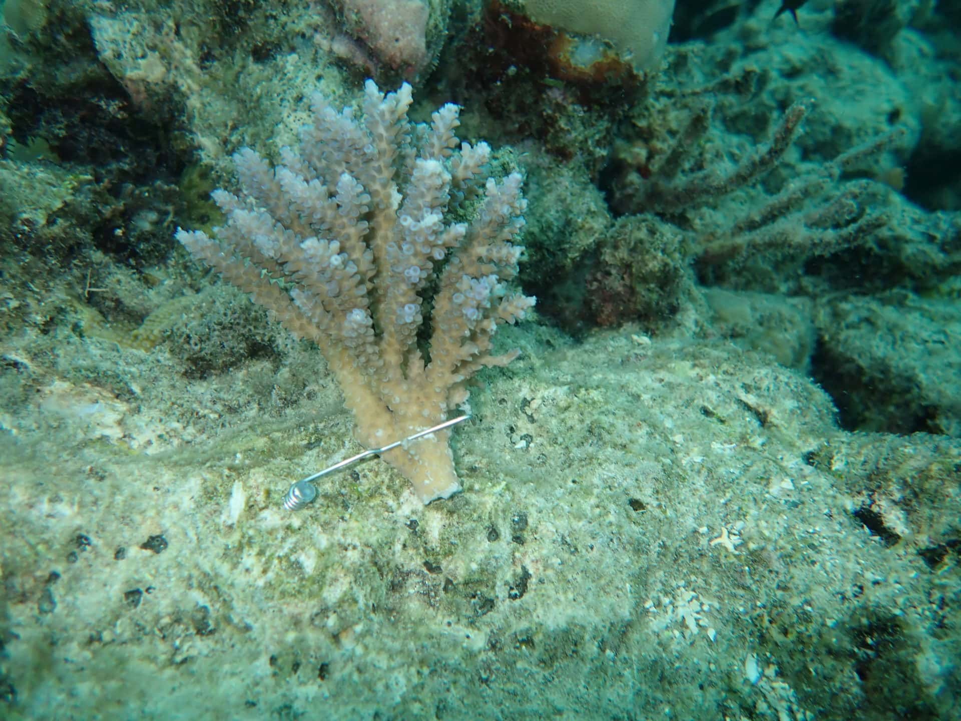 Underwater closeup photo of coral on 31 Jan 20