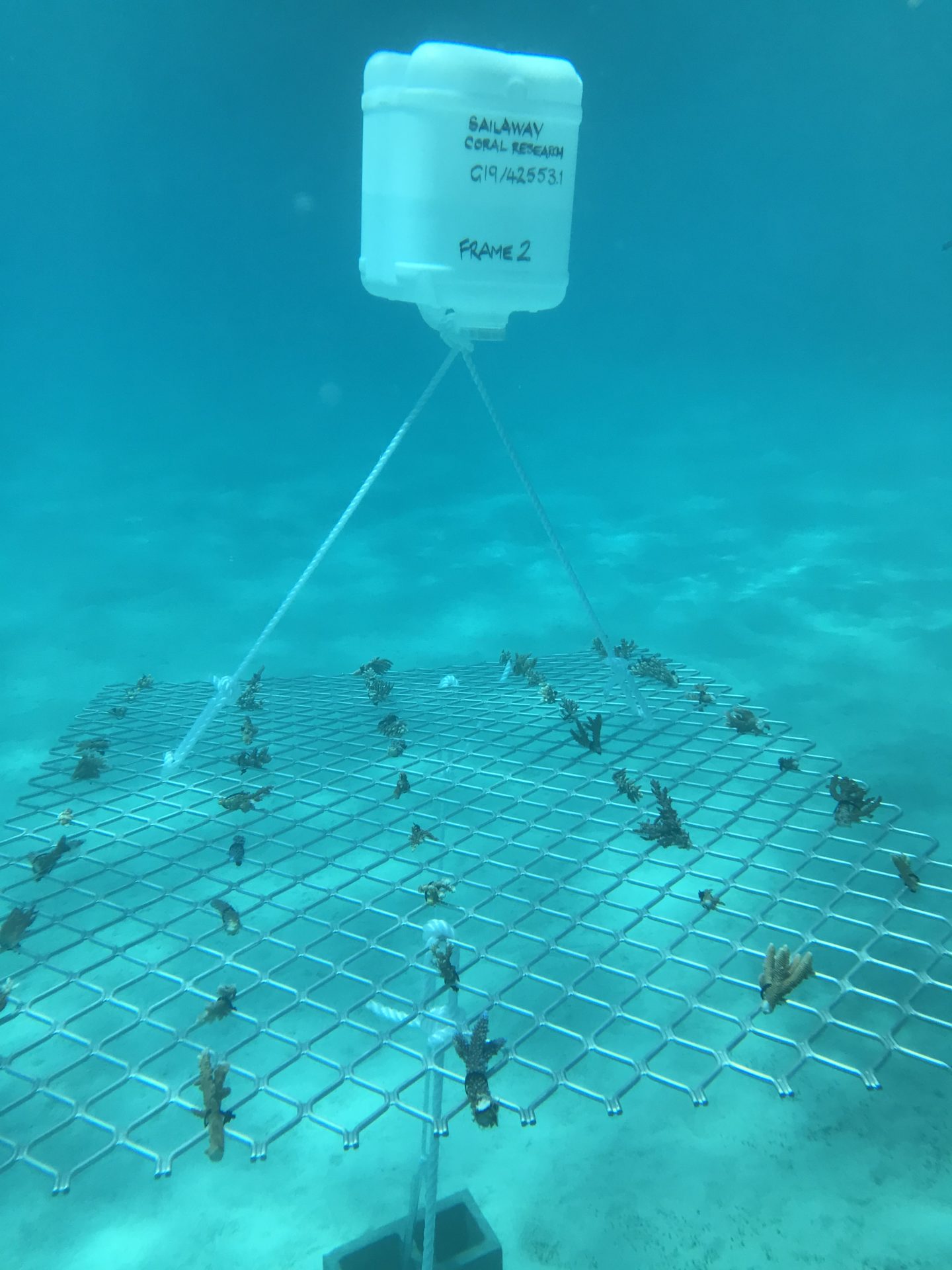 Underwater photo of Frame #2 installation at Mackay Cay on 6 Sep 19