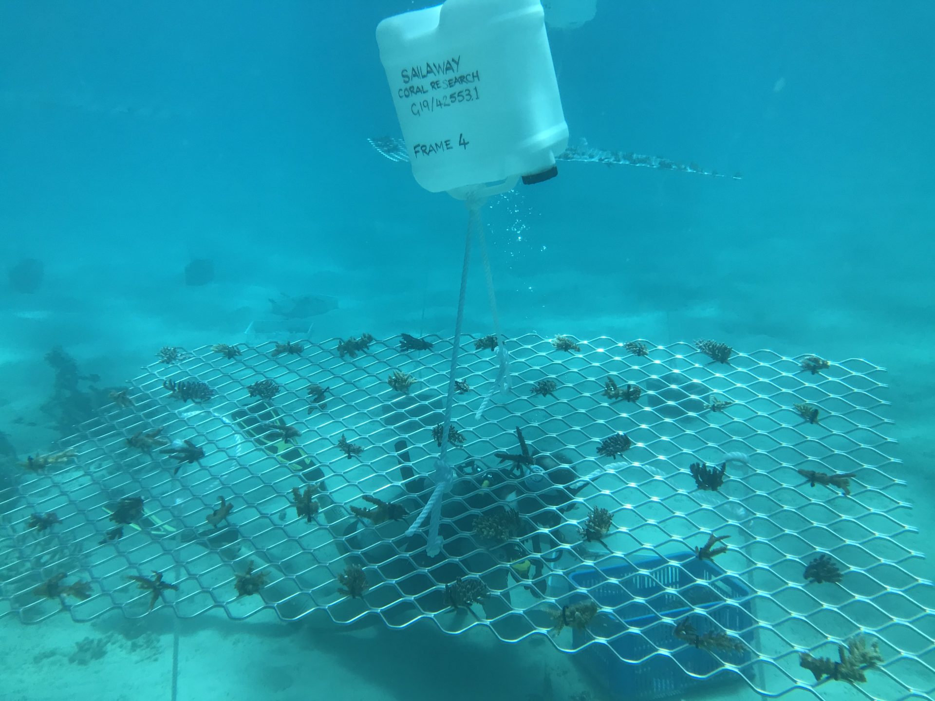 Underwater photo of Frame #4 installation at Mackay Cay on 6 Sep 19