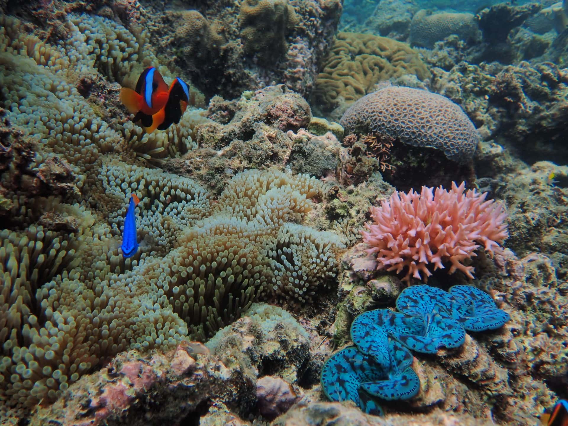 Picture of coral growth due to Sailaway's involvement in Coral Nurture Program
