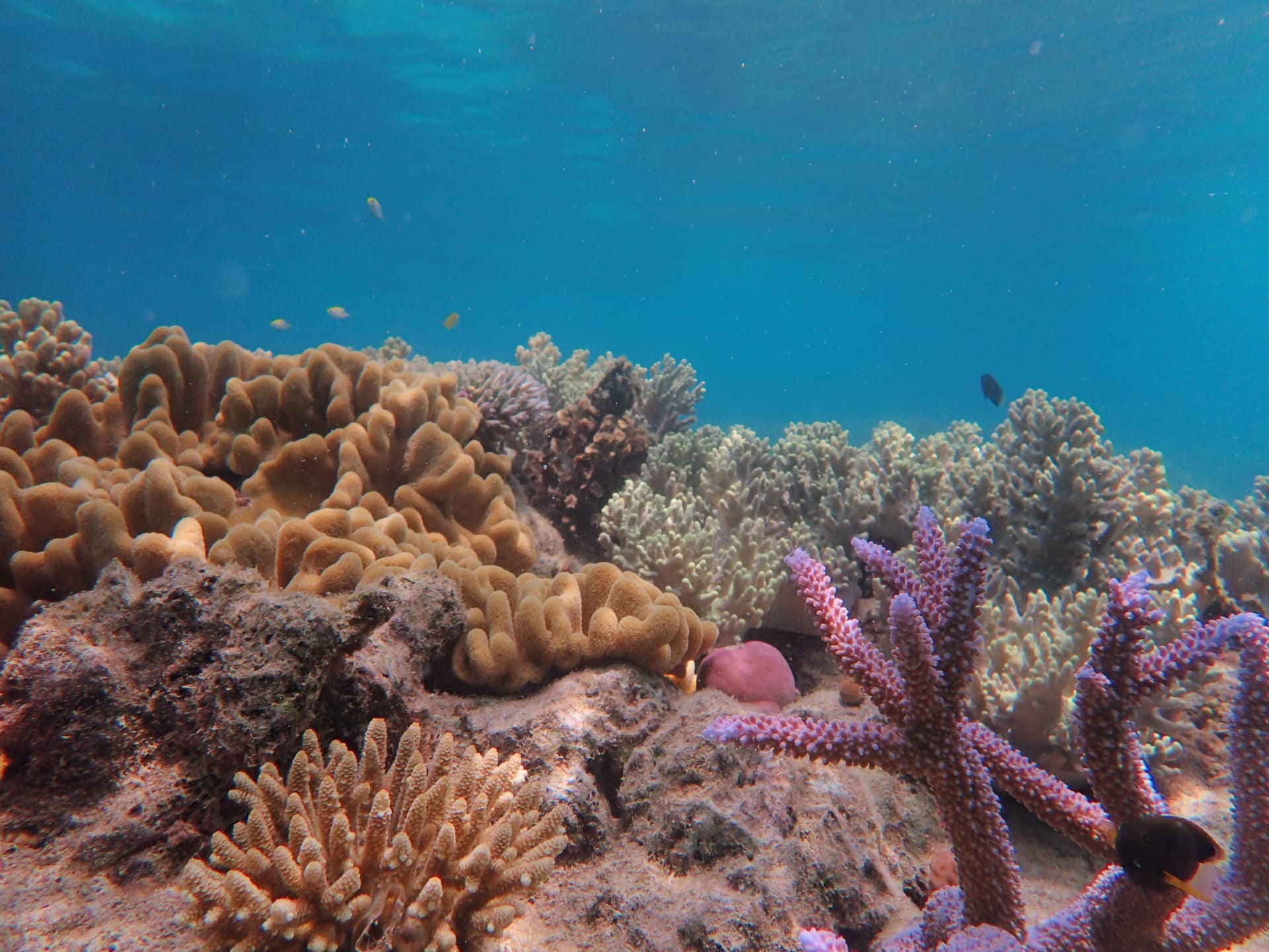 Picture of coral growth due to Sailaway's involvement in Coral Nurture Program