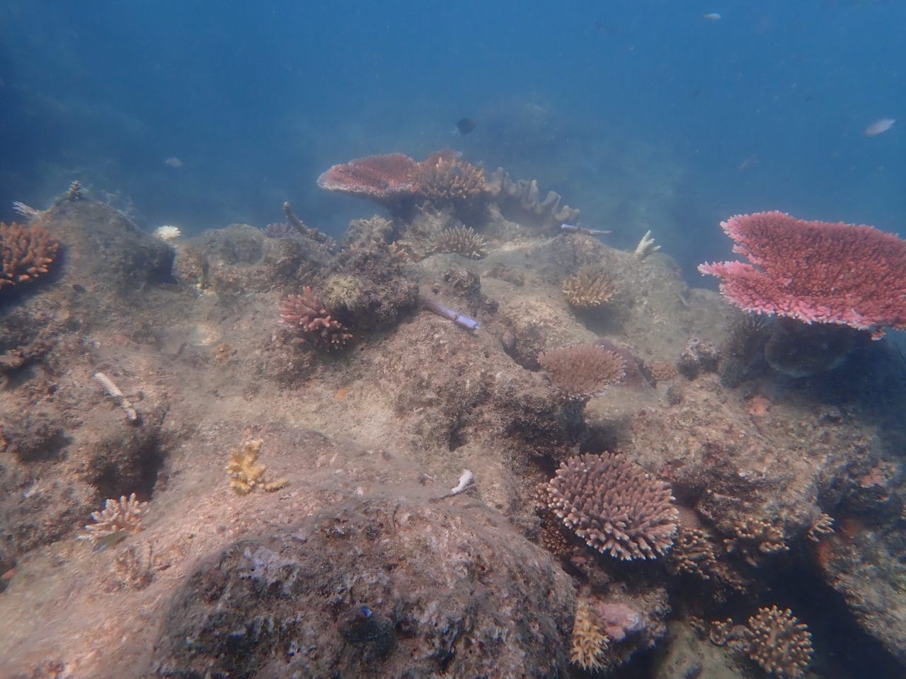 Underwater photo of a coral reef on 16 Apr 20