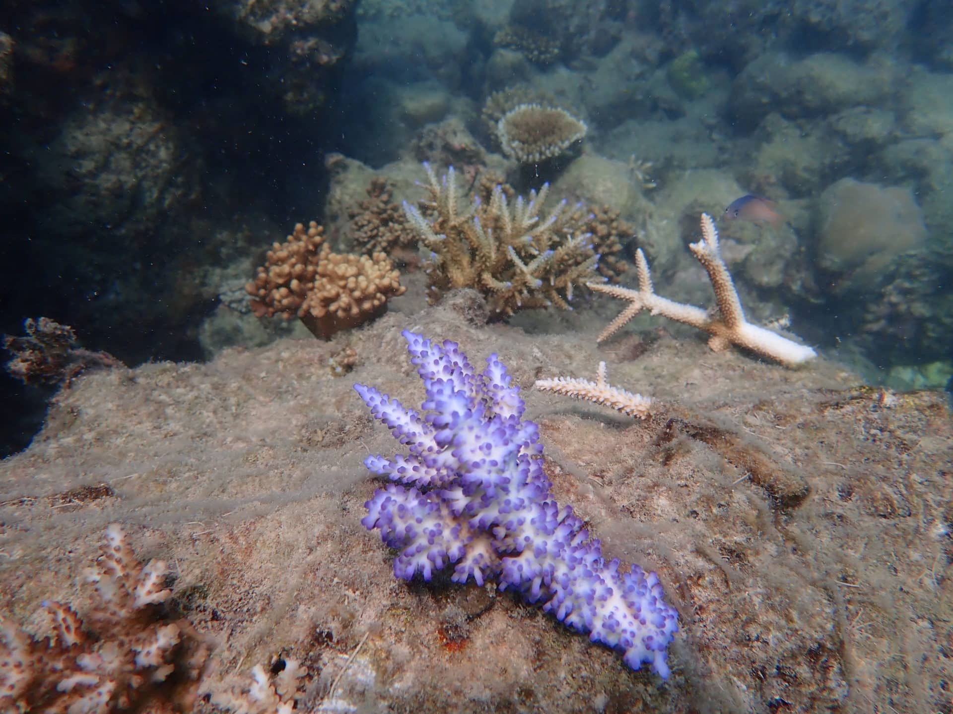Underwater photo of a coral reef on 16 Apr 20