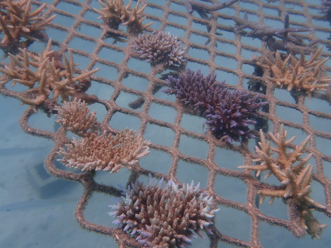 Underwater photo of a coral frame on 16 Apr 20