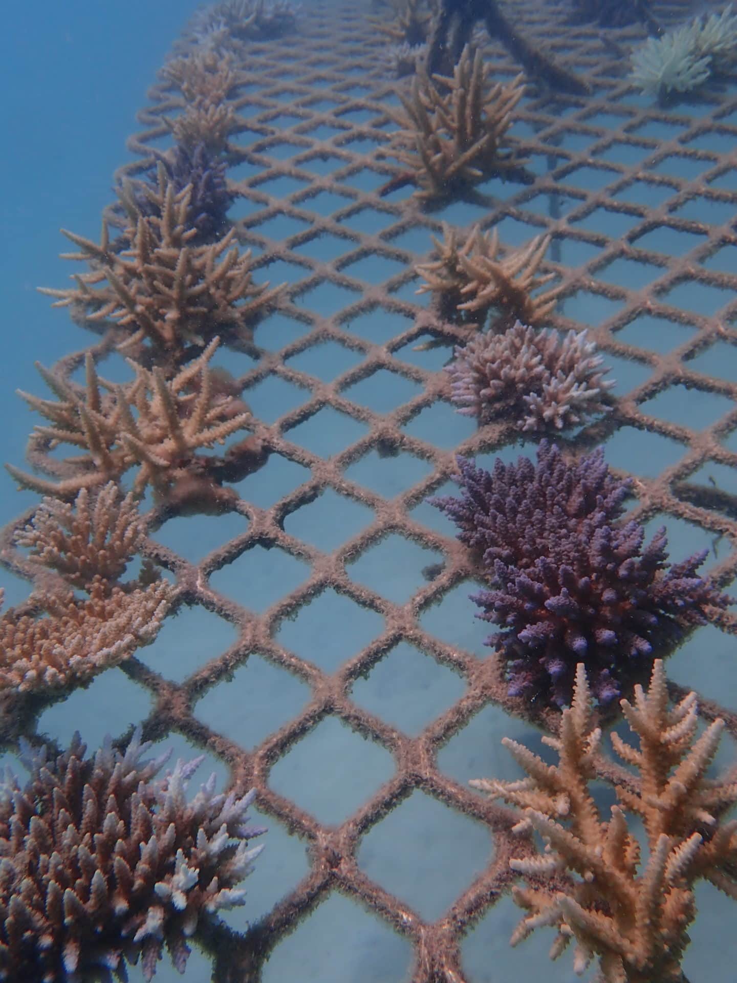Underwater photo of a coral frame on 16 Apr 20