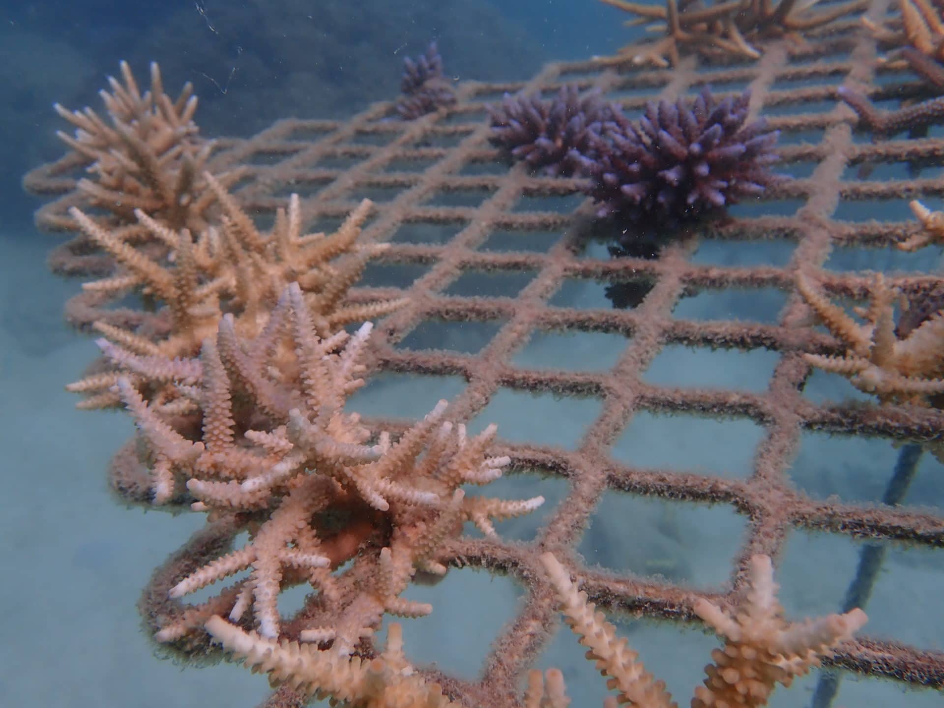 Underwater closeup photo of a coral frame on 16 Apr 20