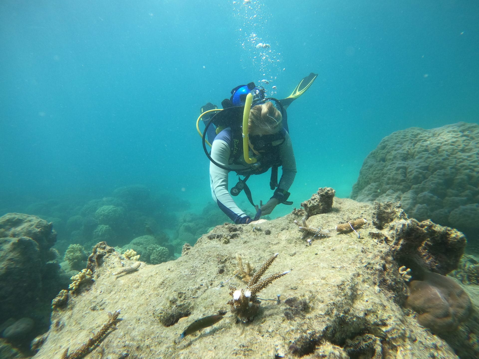 Underwater photo of diver attaching coral to reef crop on 31 Jan 20
