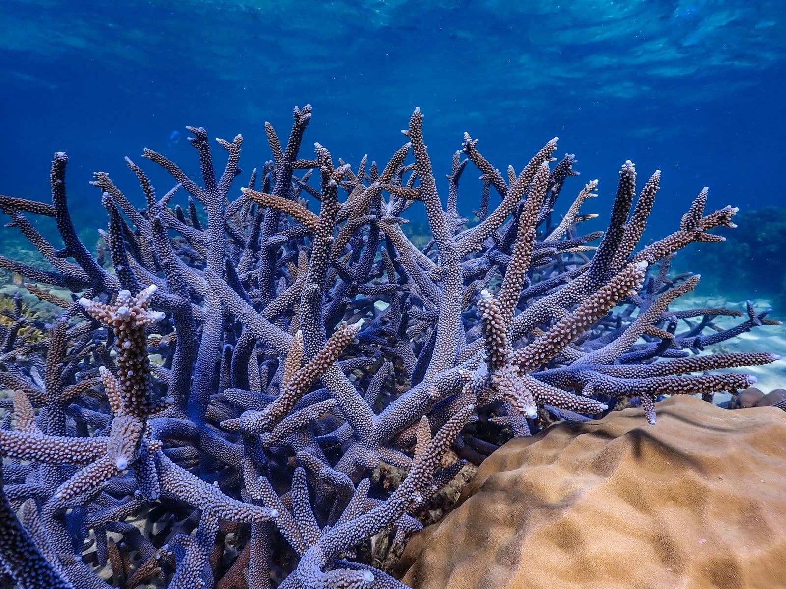 Blue Staghorn Coral