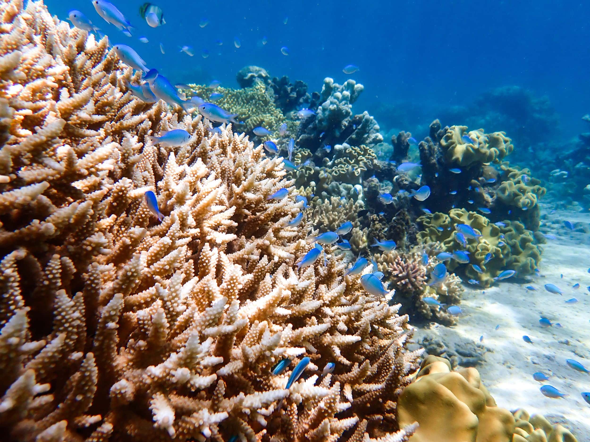 Mackay Cay Reef 1 Web