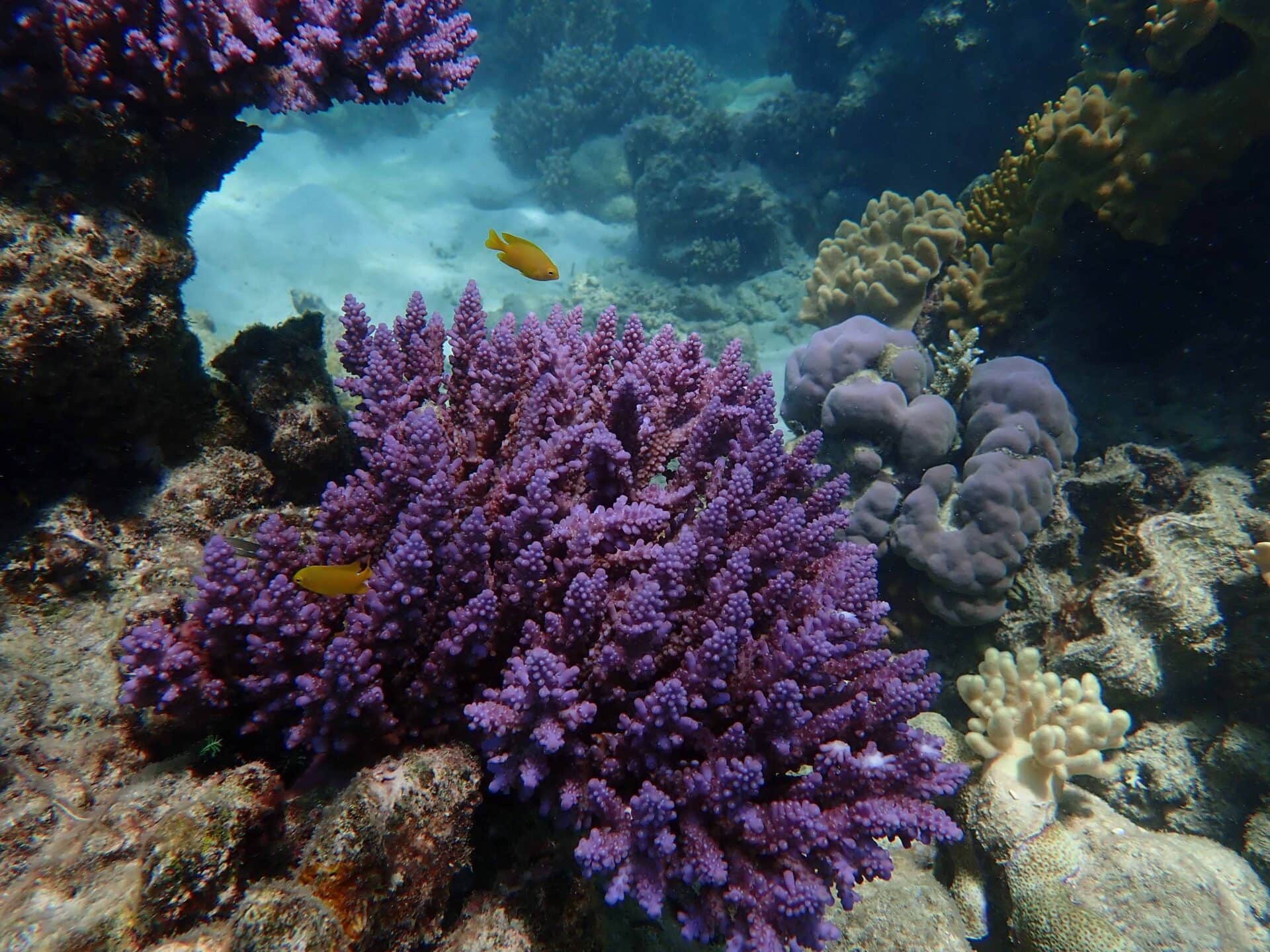 Mackay Cay Coral Reef