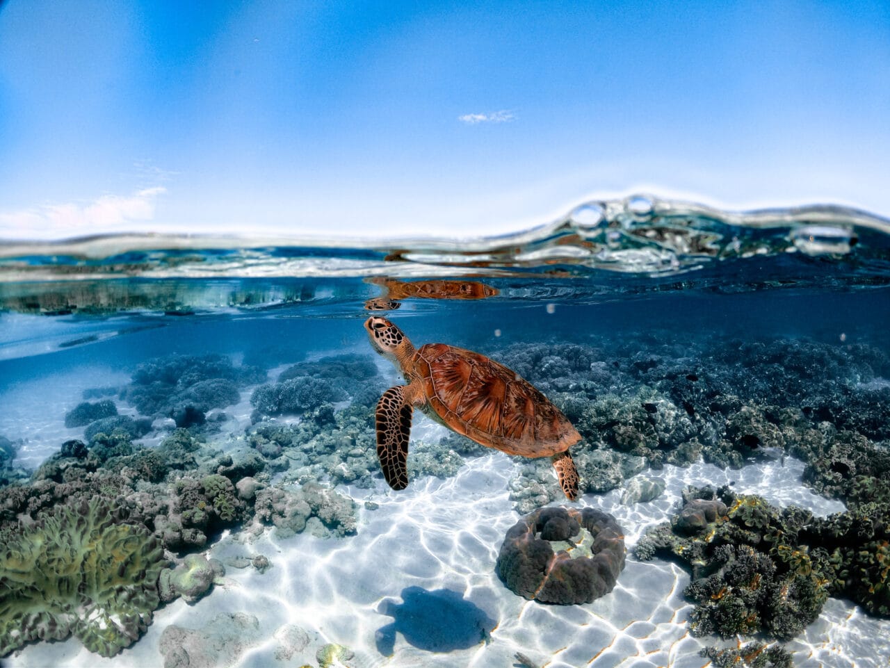 Sailaway Mackay Turtle