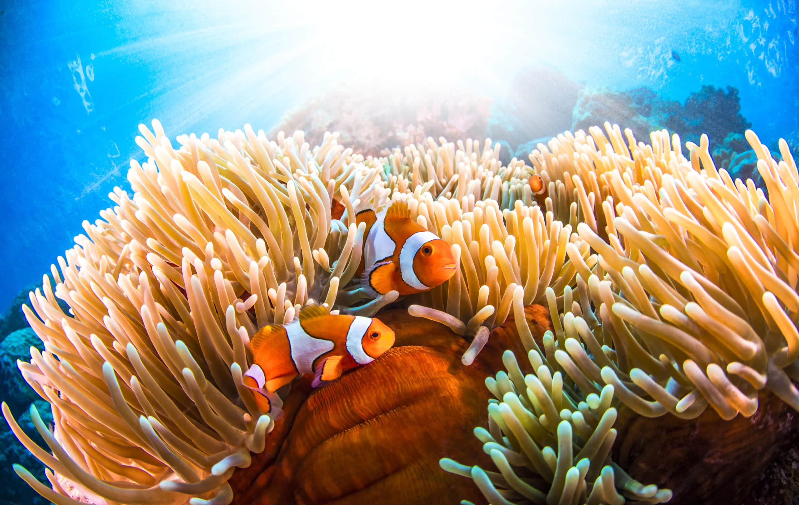 Sailaway Clownfish Sunrays