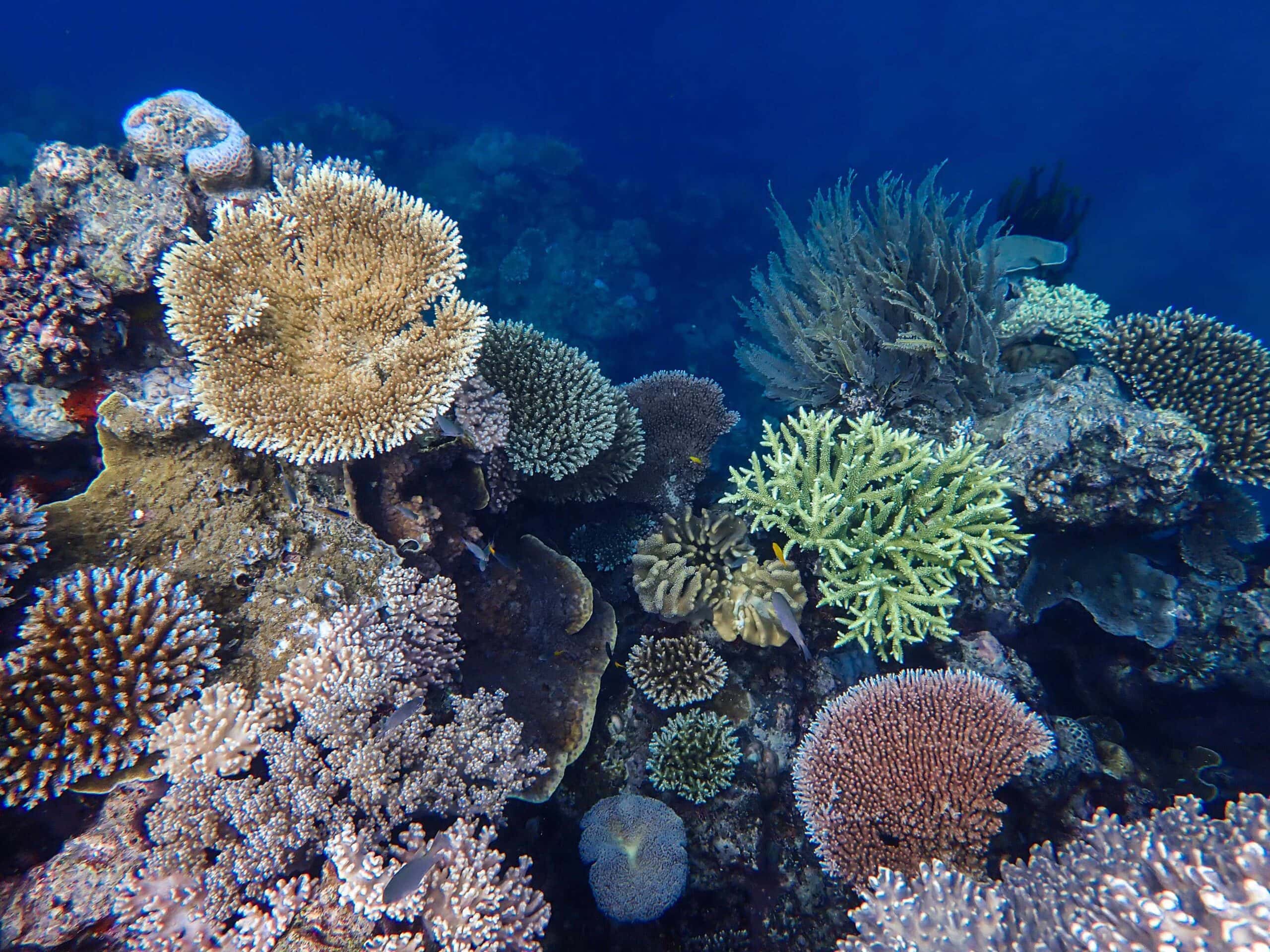 Mackay Coral Cay Reef Brooke