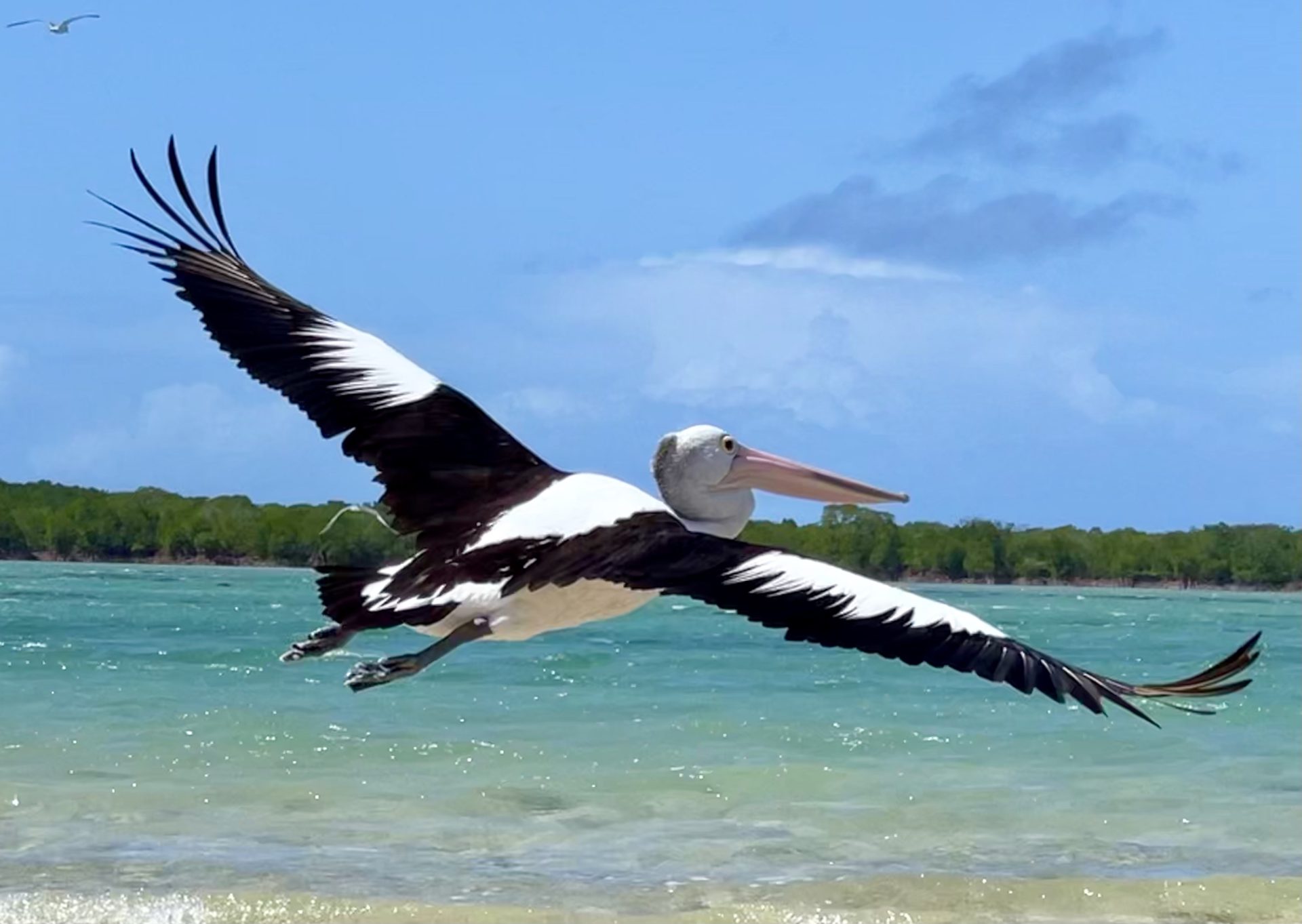 pelican low isles